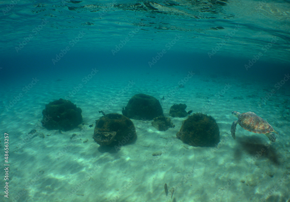 Fototapeta premium UNDERWATER SCENE , CARIBBEAN SEA , CORAL REEF