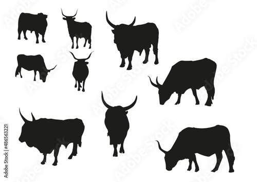 set sagome toro maremmano toro charolet mammiferi mucca fattoria animali corna mucca vacche allevamento bovino photo