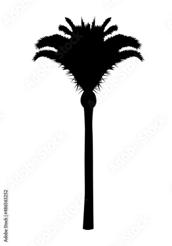 siluette palma datteri cocco sagoma albero esotico tropicale Sicilia natura  photo