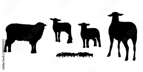 set sagome pecora gregge agnello mammiferi fattoria animali mucca allevamento ovino lana zoccoli pasqua pascolo photo