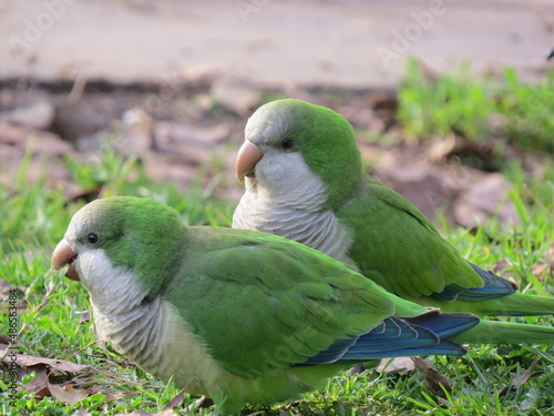 ave, animal, naturaleza, fauna, frailecillo, pico, cotorra, blanco, emplumar, inhospitalario, pato, rojo, ocular, ave, variopinto, alas, aislada, césped, negro, emplumar, nymphicus hollandicus, azul, 