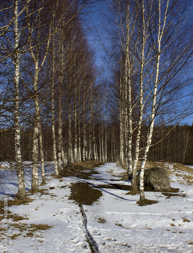 Birch alley in early spring