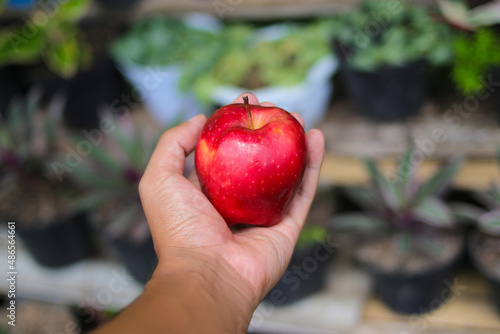 Close-up view of Hand holding red apple ready to eat with blurred background in the backyard.