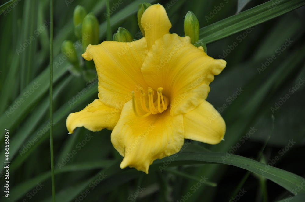 Fototapeta premium Garden flowers 