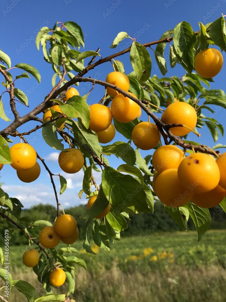 yellow plums on a tree