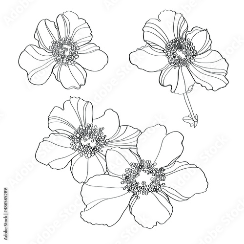 blackberry flowers vector illustration
