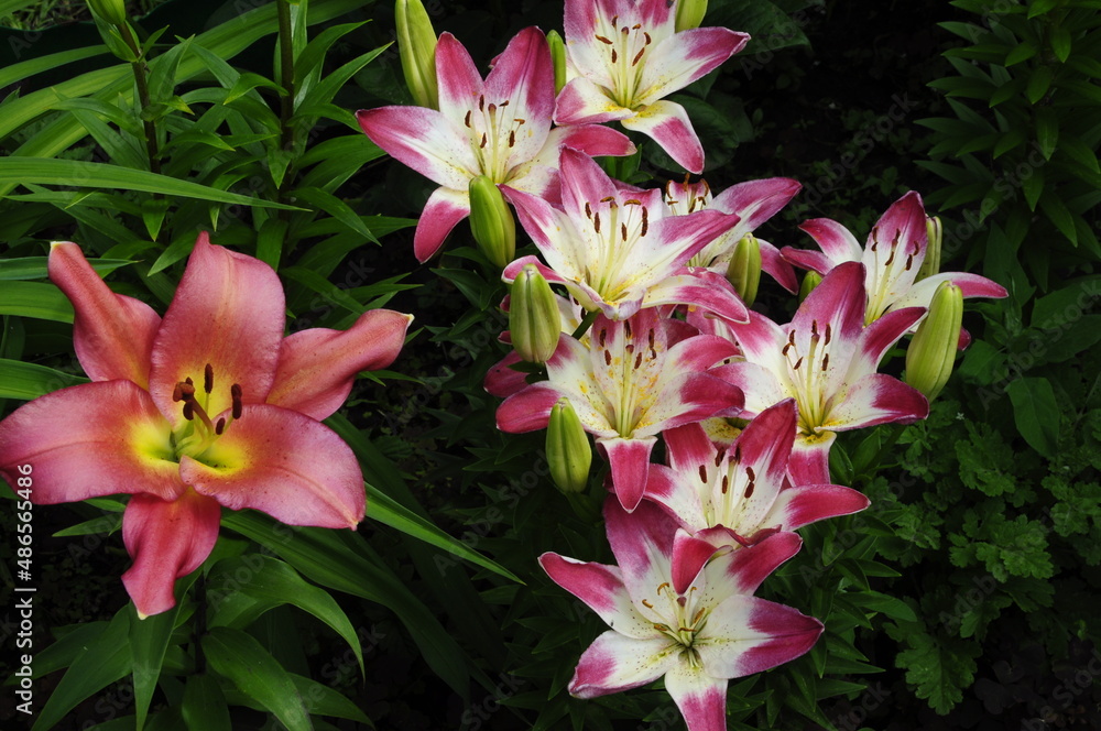 Garden flowers Garden flowers