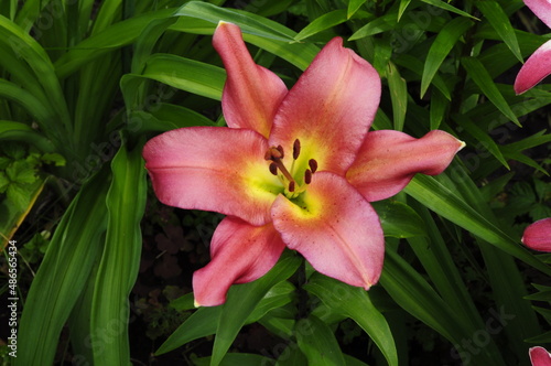 Garden flowers 