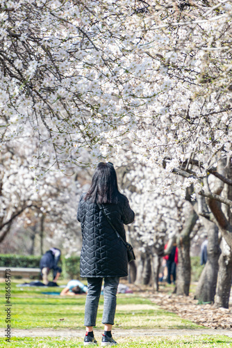 Woman walking along a path where on the sides, almond tree with branches full of white flowers in the El Retiro park in Madrid, in Spain. Europe. Spring. Photography. Spring. Spring Time 2023.