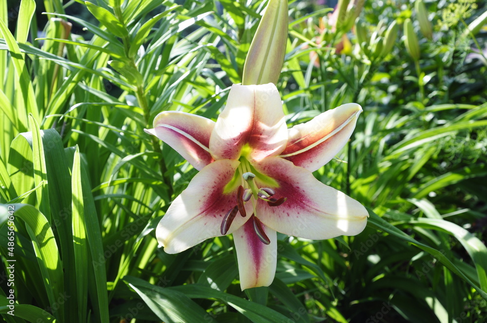 Fototapeta premium Garden flowers 