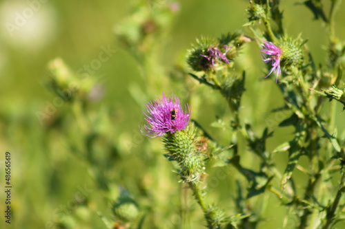 Bull thistle in bloom closeup view with green blurred plants on background