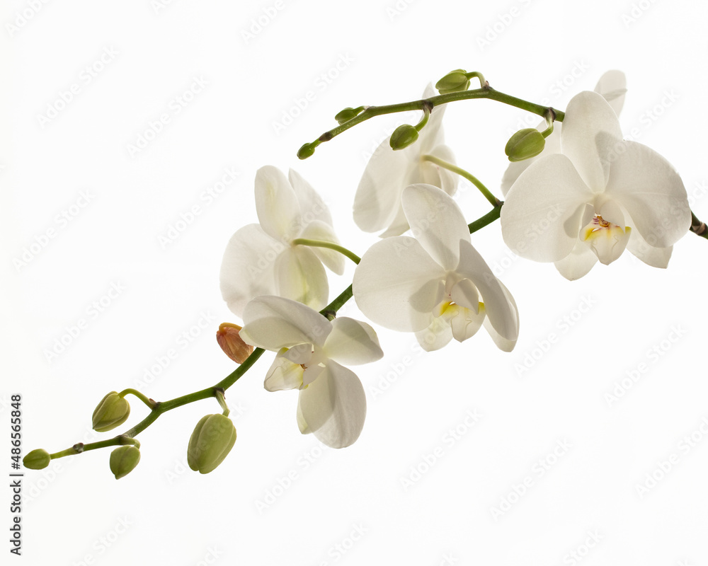branch of White Orchid flower isolated on a white background branch of White Orchid flower isolated on a white background