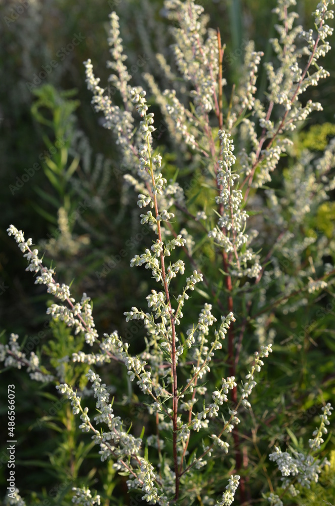 Roślina Bylica Pospolita, Artemisia vulgaris, kwiaty