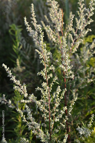 Obraz na płótnie Roślina Bylica Pospolita, Artemisia vulgaris, kwiaty w salonie