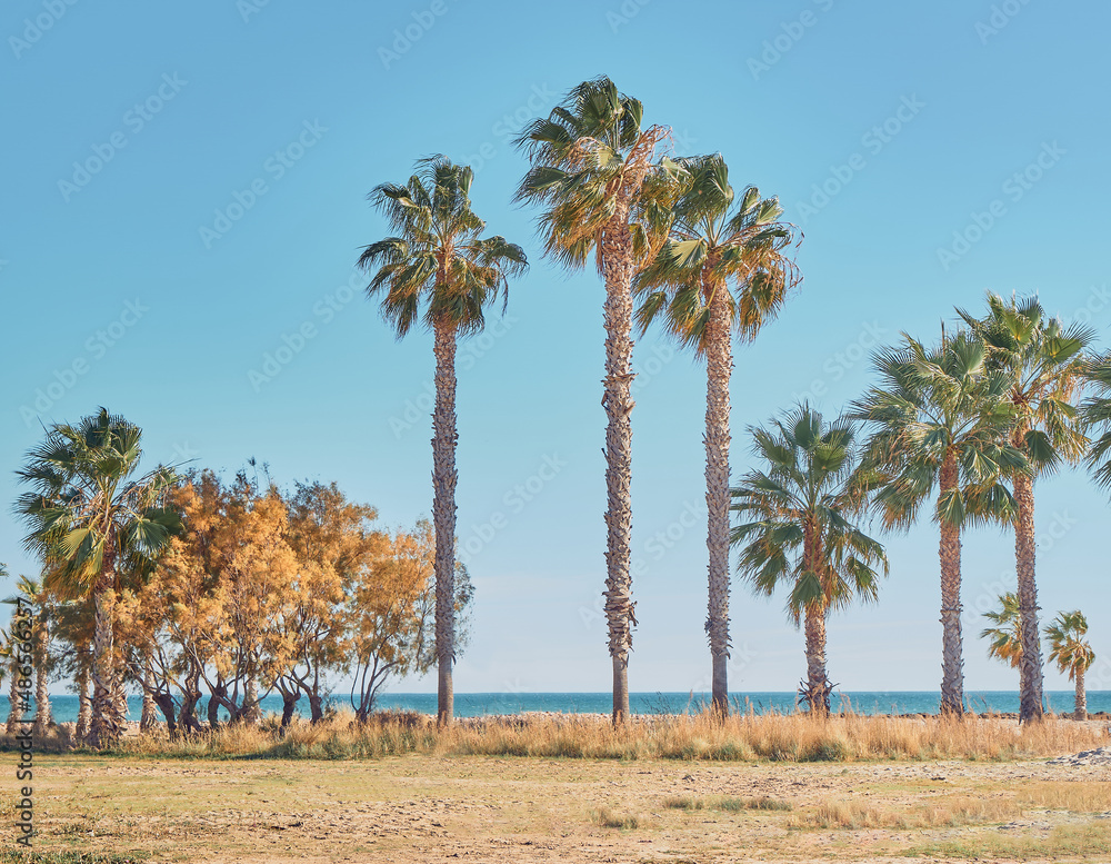 Fototapeta premium Palm trees on the beach