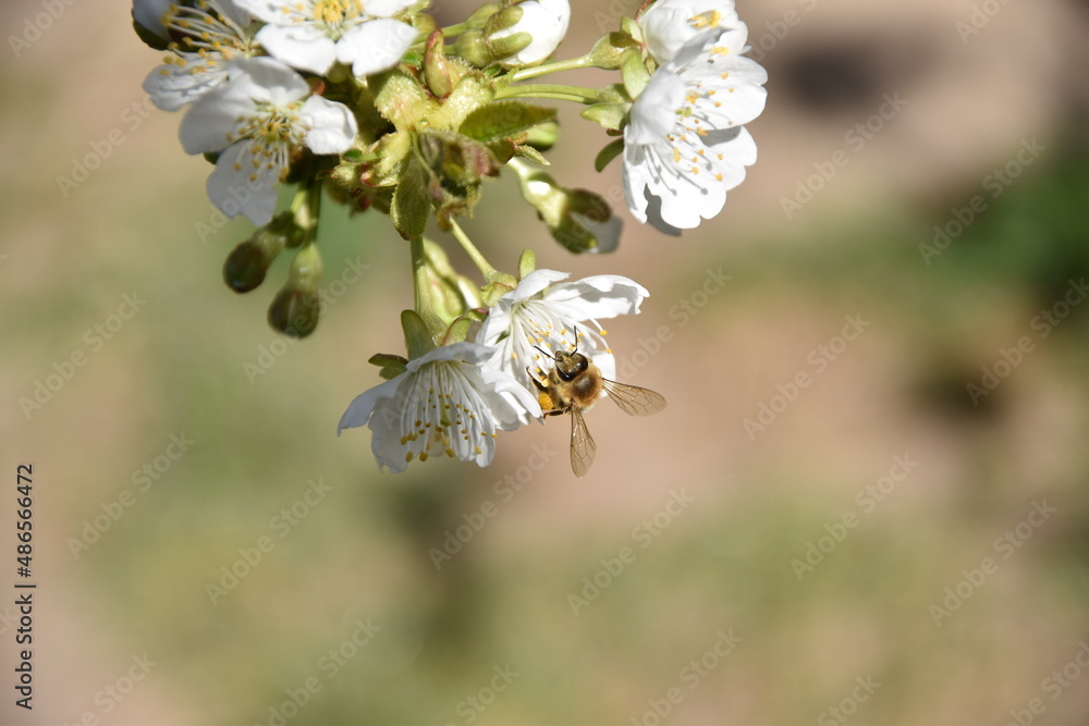 Pszczoła i biały kwiat wiśni. - obrazy, fototapety, plakaty 