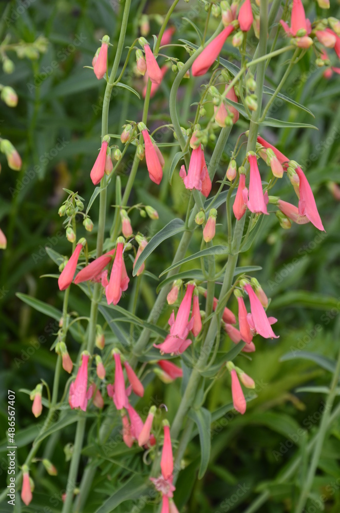 Delicate red flower in the garden. Penstemon barbatus. Delicate red flower in the garden. Penstemon barbatus.