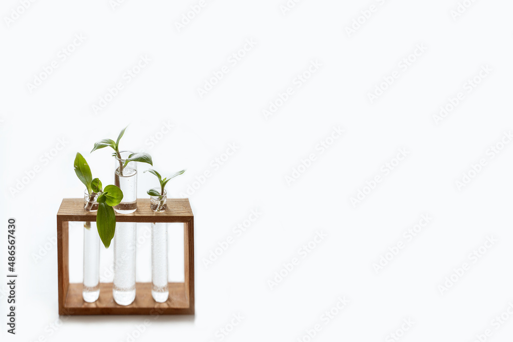 Glass containers with water on wooden stand for germinating plants on white backdrop. Sapling. Environment conservation. Copy space Glass containers with water on wooden stand for germinating plants on white backdrop. Sapling. Environment conservation. Copy space
