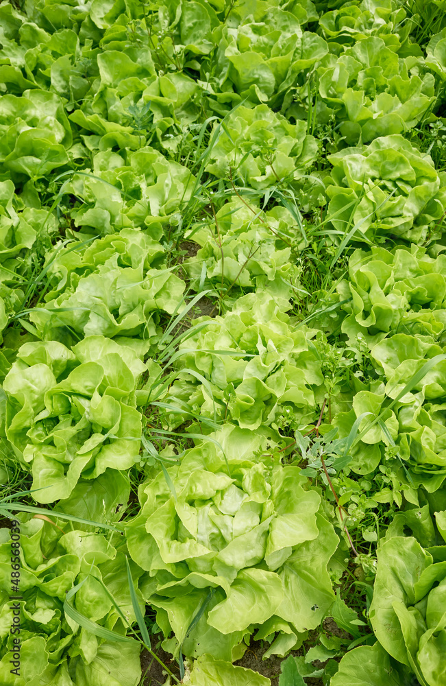 Organic lettuce cultivation, selective focus. Organic lettuce cultivation, selective focus.