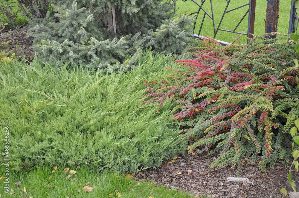 Obraz premium Landscaping of a garden plot. Flowers and plants in landscape design. 
