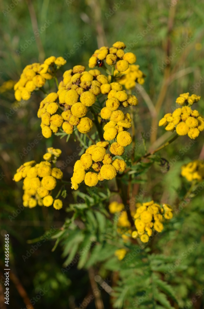 Wrotycz, koszyczki kwiatu, Tanacetum vulgare Wrotycz, koszyczki kwiatu, Tanacetum vulgare