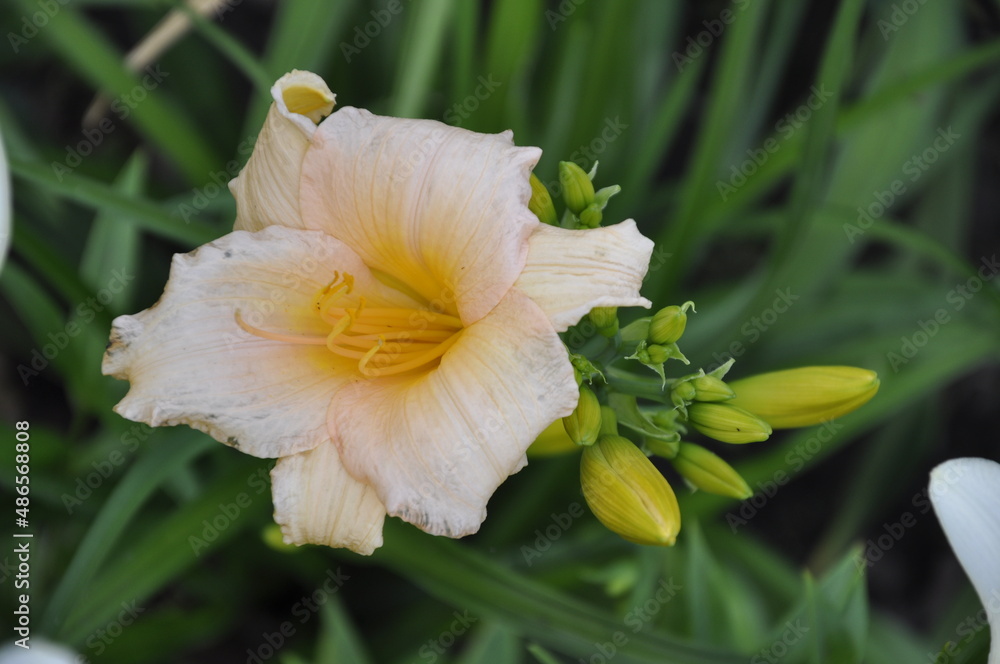 Fototapeta premium Garden flowers 