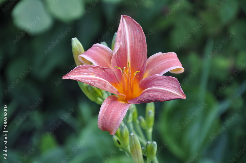 Fototapeta premium Garden flowers 