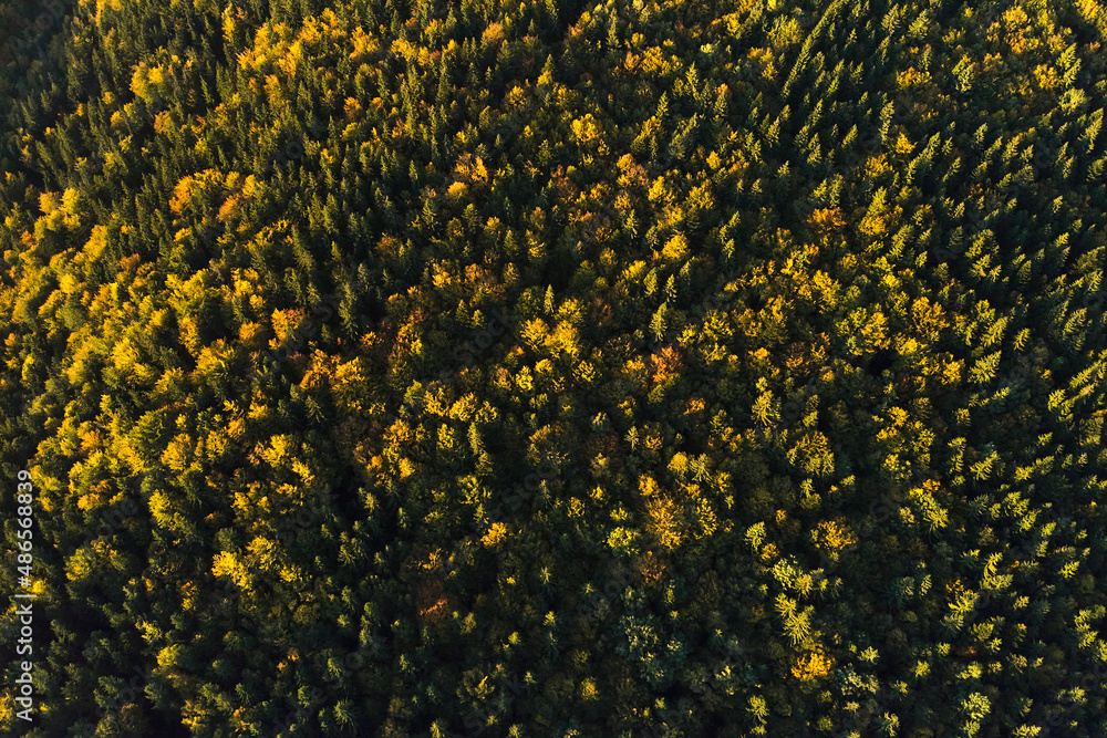 Aerial view of dark mixed pine and lush forest with green and yellow trees canopies in autumn mountain woods Aerial view of dark mixed pine and lush forest with green and yellow trees canopies in autumn mountain woods