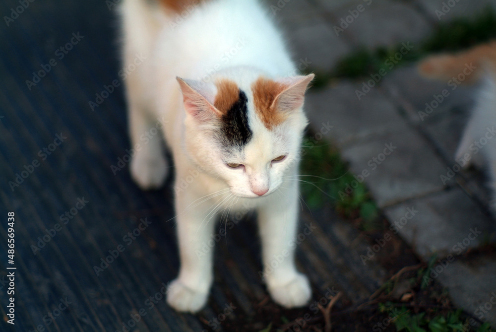 a small cat in the yard of a rural house