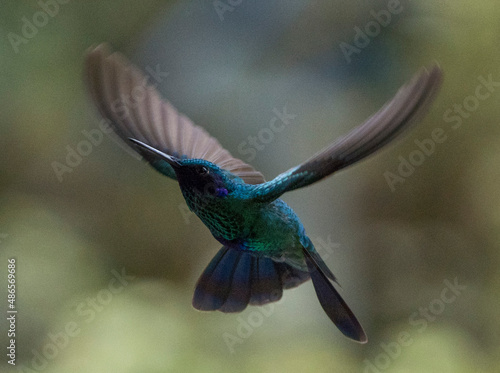 Colibri photo