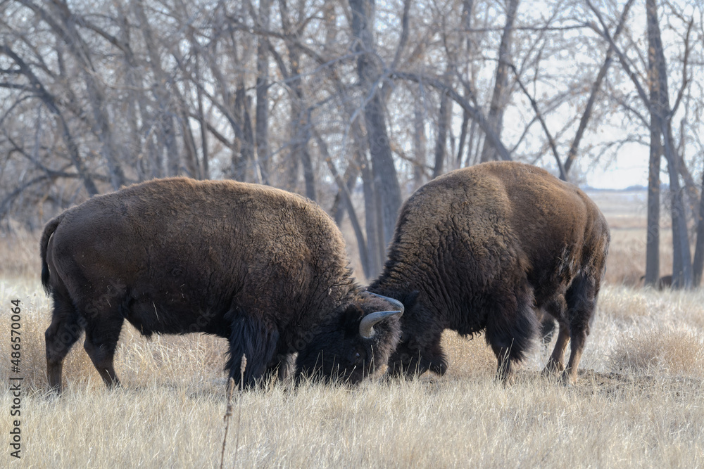 American Bison on the High Plains of Colorado. Rocky Mountain Arsenal National Wildlife Refuge. American Bison on the High Plains of Colorado. Rocky Mountain Arsenal National Wildlife Refuge.
