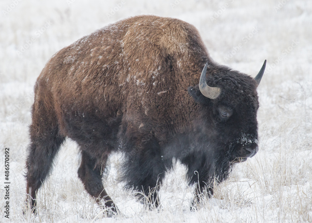 Fototapeta premium American Bison on the High Plains of Colorado. Rocky Mountain Arsenal National Wildlife Refuge.