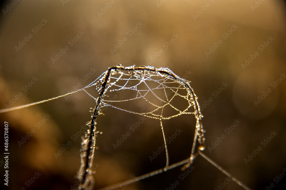 Web with dew drops on autumn herbs in sun rays, macro