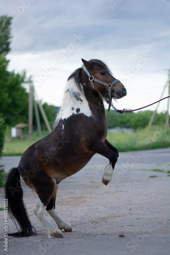 horse running © Наталия Левченко