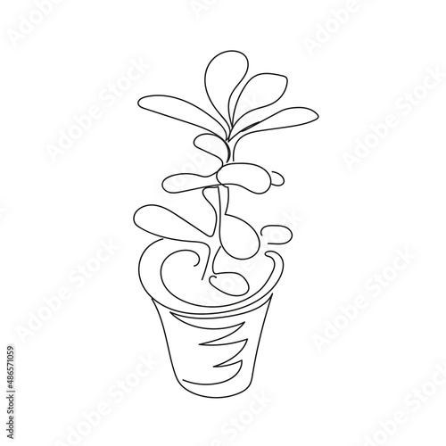 Money tree in a pot. Crassula illustration in line art style, black drawing on a white background