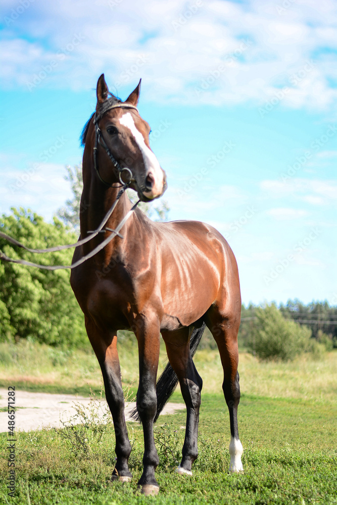 horse in the field horse in the field