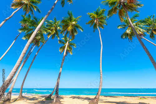 Indian beach with white sand and green palm trees against the blue sky. Nature of the sea on a summer sunny day. Sea voyage along the Indian coast.