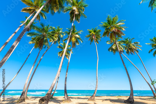 Sandy beach of the Dominican Republic on a summer sunny day. Greenery of palm trees on a blue sky background. A secluded heavenly place to relax. Sea waves near the beautiful tropical coast.