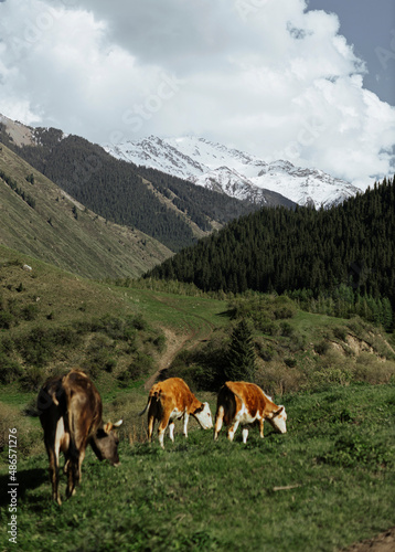 Image of cows farm with mountains on the background. Hiking in the mountain