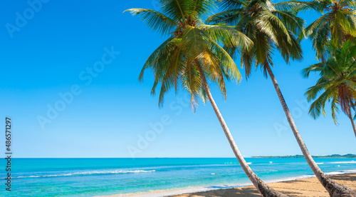 Fototapeta Naklejka Na Ścianę i Meble -  Indian palm beach on a sunny summer morning. Beautiful green palm trees over white sand beach. Travel to the summer tourist beach. Landscape of sea nature.