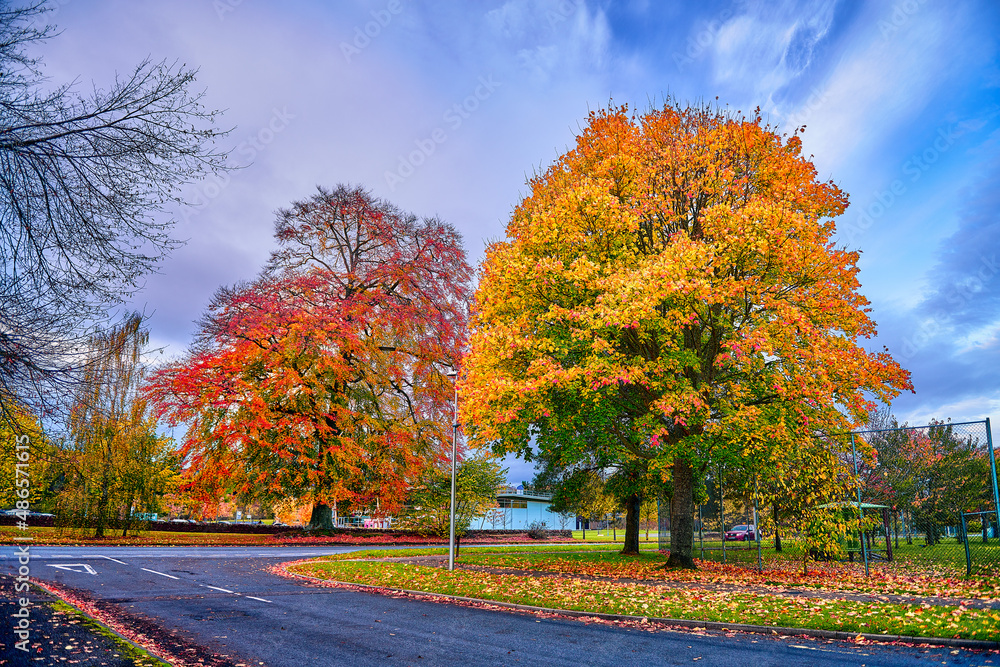 Naklejka premium autumn trees in the park