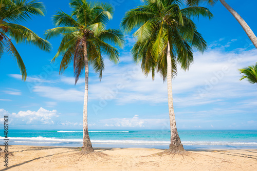 Fototapeta Naklejka Na Ścianę i Meble -  Beautiful coconut palms on the Cuban sandy beach. Long palm leaves against a blue sky with clouds. Blue sea waves off the coast of the Atlantic. Sunny summer day on a beautiful tropical peninsula.