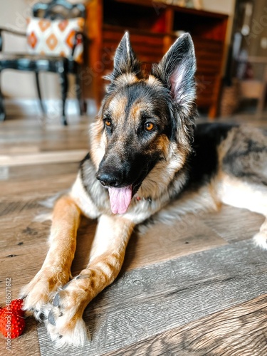 german shepherd dog