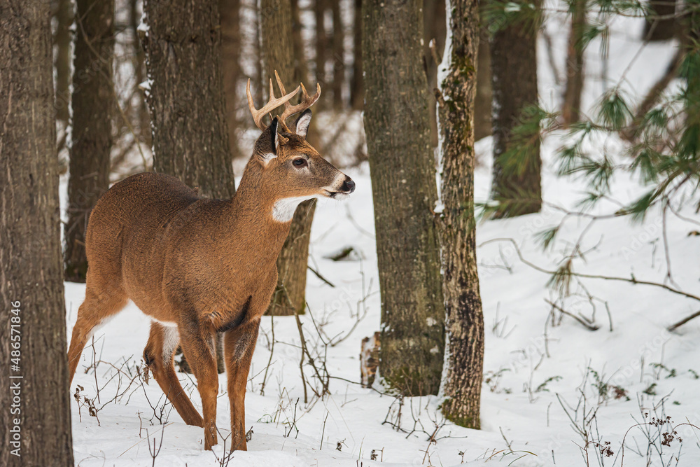 Fototapeta premium White-tailed Deer (Odocoileus virginianus) Buck in Winter Forest Landscape