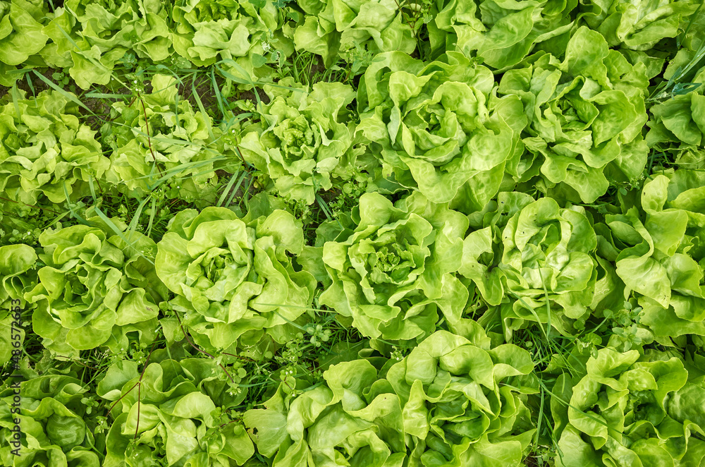 Organic lettuce cultivation, top down view. Organic lettuce cultivation, top down view.