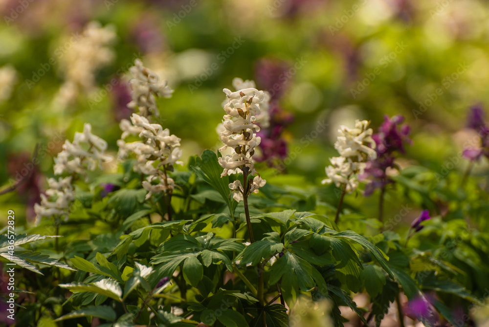 Hollowroot, Corydalis cava. Corydalis cava is spring flowers . White corydalis flowers in garden on early spring Hollowroot, Corydalis cava. Corydalis cava is spring flowers . White corydalis flowers in garden on early spring