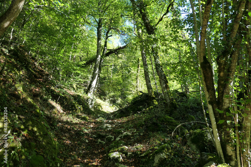 Obraz premium foret