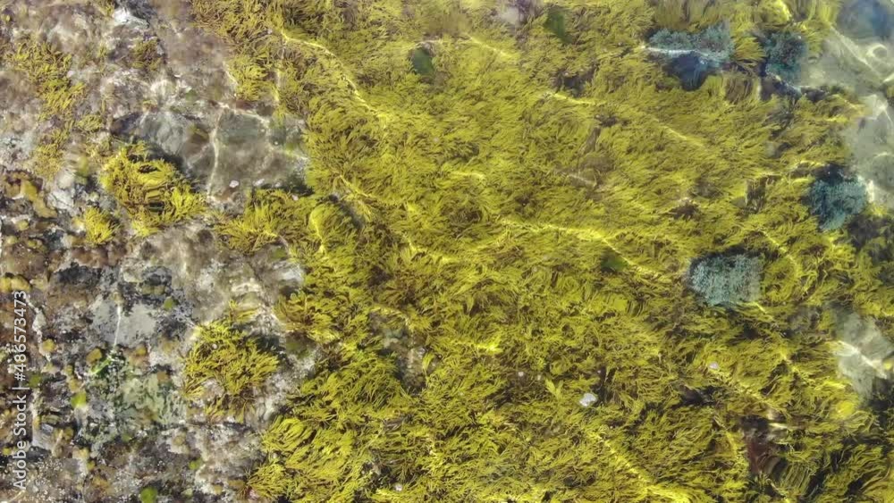 view of yellow seaweed from out of the water. concept of relaxation and tranquillity. sunny day. view of yellow seaweed from out of the water. concept of relaxation and tranquillity. sunny day.