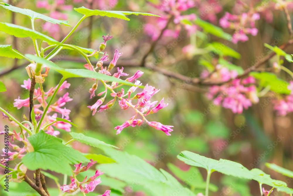Pink wild flowers blooming beautifully along walking path. Green shape leafs changing between bunch of flowers colorful background nature scenery. Pink wild flowers blooming beautifully along walking path. Green shape leafs changing between bunch of flowers colorful background nature scenery.