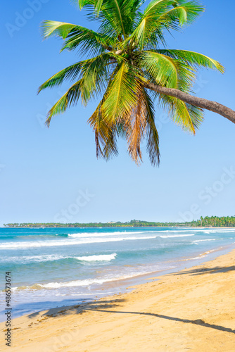 Palm Bounty on a beautiful Dominican beach. Sunny morning on the tropical coast. White palm beach. Turquoise water of the Caribbean. Beautiful tropical nature.